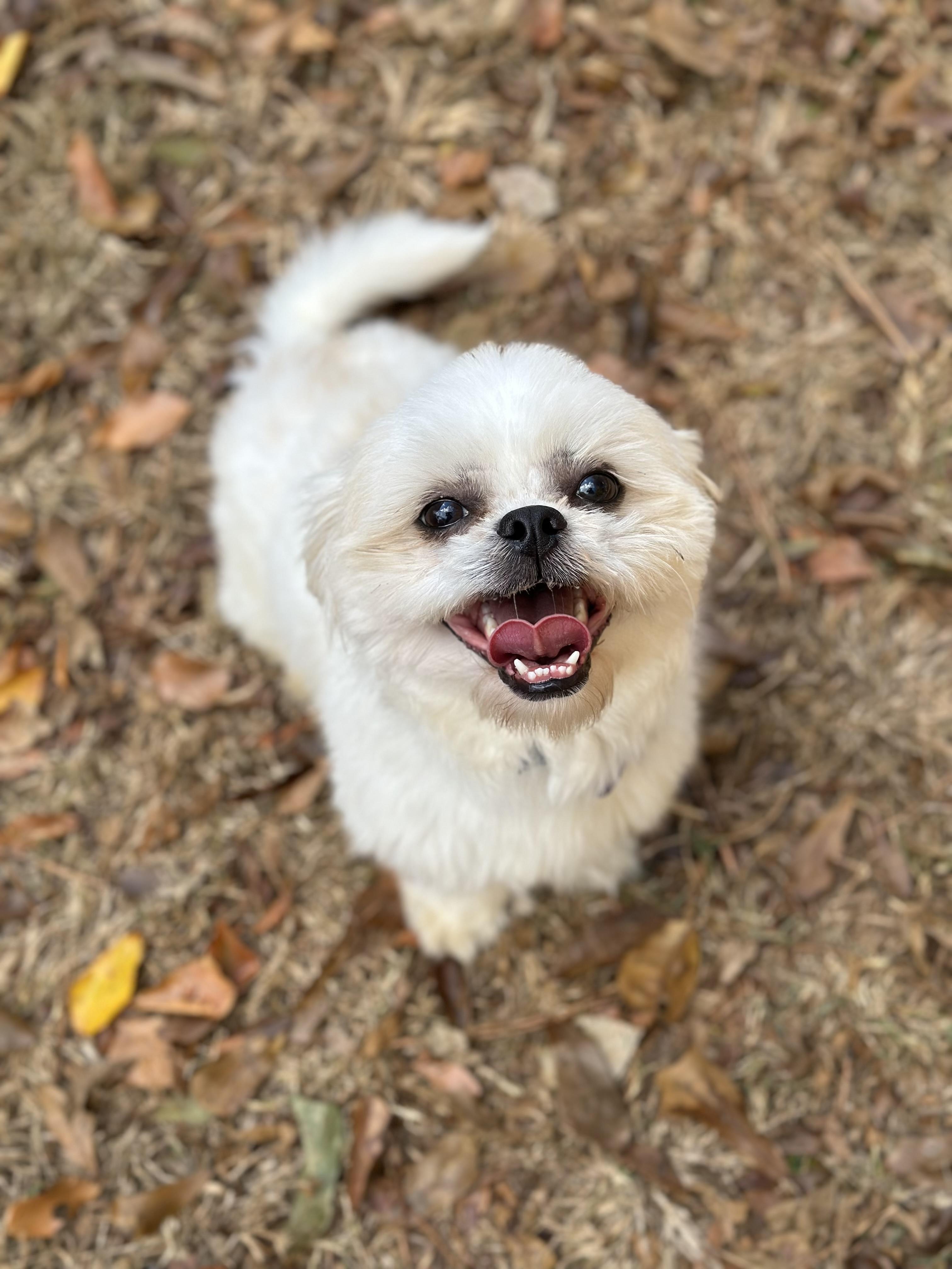 Carlson, a Adoptable Shih Tzu in Atlanta, GA image 5/5