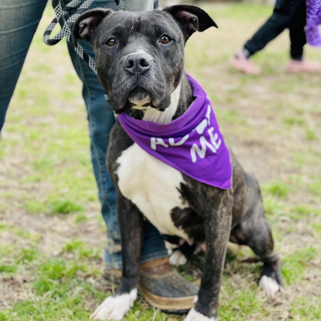 Enlarge Cassie, a Adoptable Pit Bull Terrier in Peachtree City, GA image 1/5