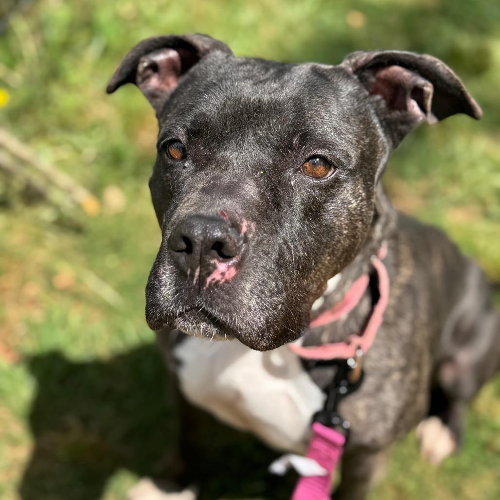 Enlarge Cassie, a Adoptable Pit Bull Terrier in Peachtree City, GA image 2/5