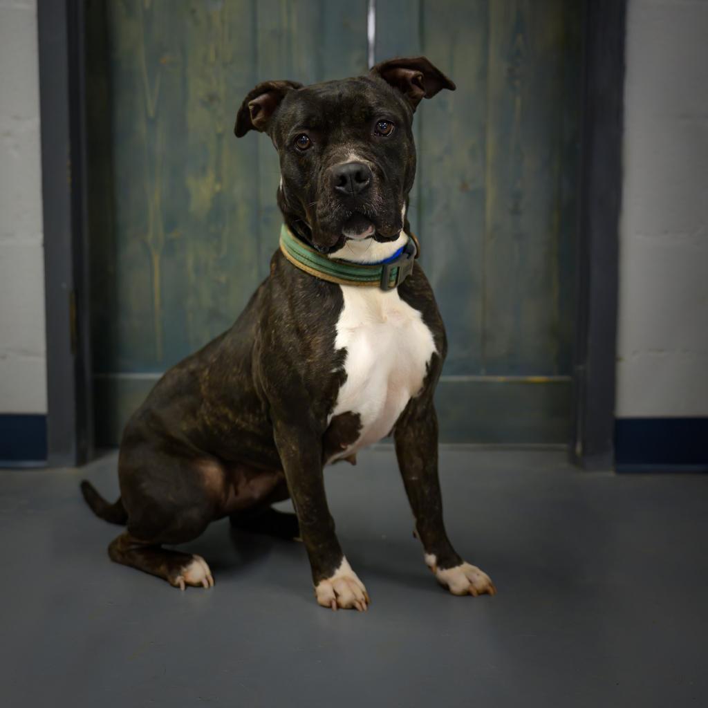 Enlarge Cassie, a Adoptable Pit Bull Terrier in Peachtree City, GA image 3/5