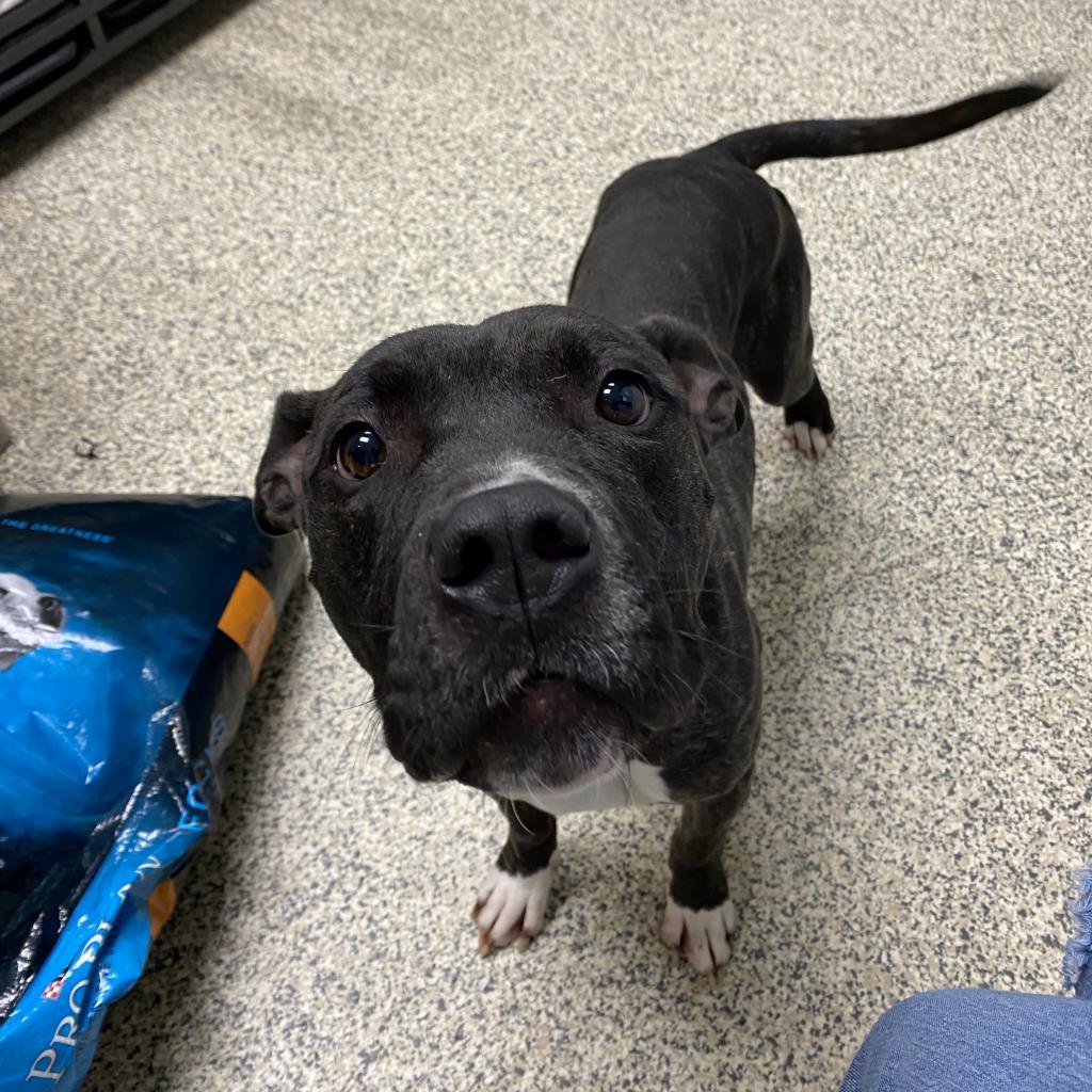 Enlarge Cassie, a Adoptable Pit Bull Terrier in Peachtree City, GA image 4/5