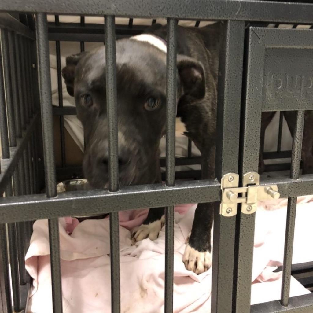 Enlarge Cassie, a Adoptable Pit Bull Terrier in Peachtree City, GA image 5/5