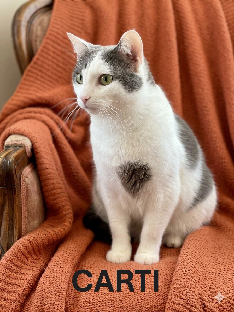 CARTI, ADOPTABLE, Adult Female Domestic Short Hair.