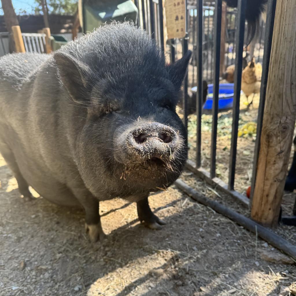 Enlarge Petunia, a Adoptable Vietnamese Pot Bellied in Las Vegas, NV image 1/1