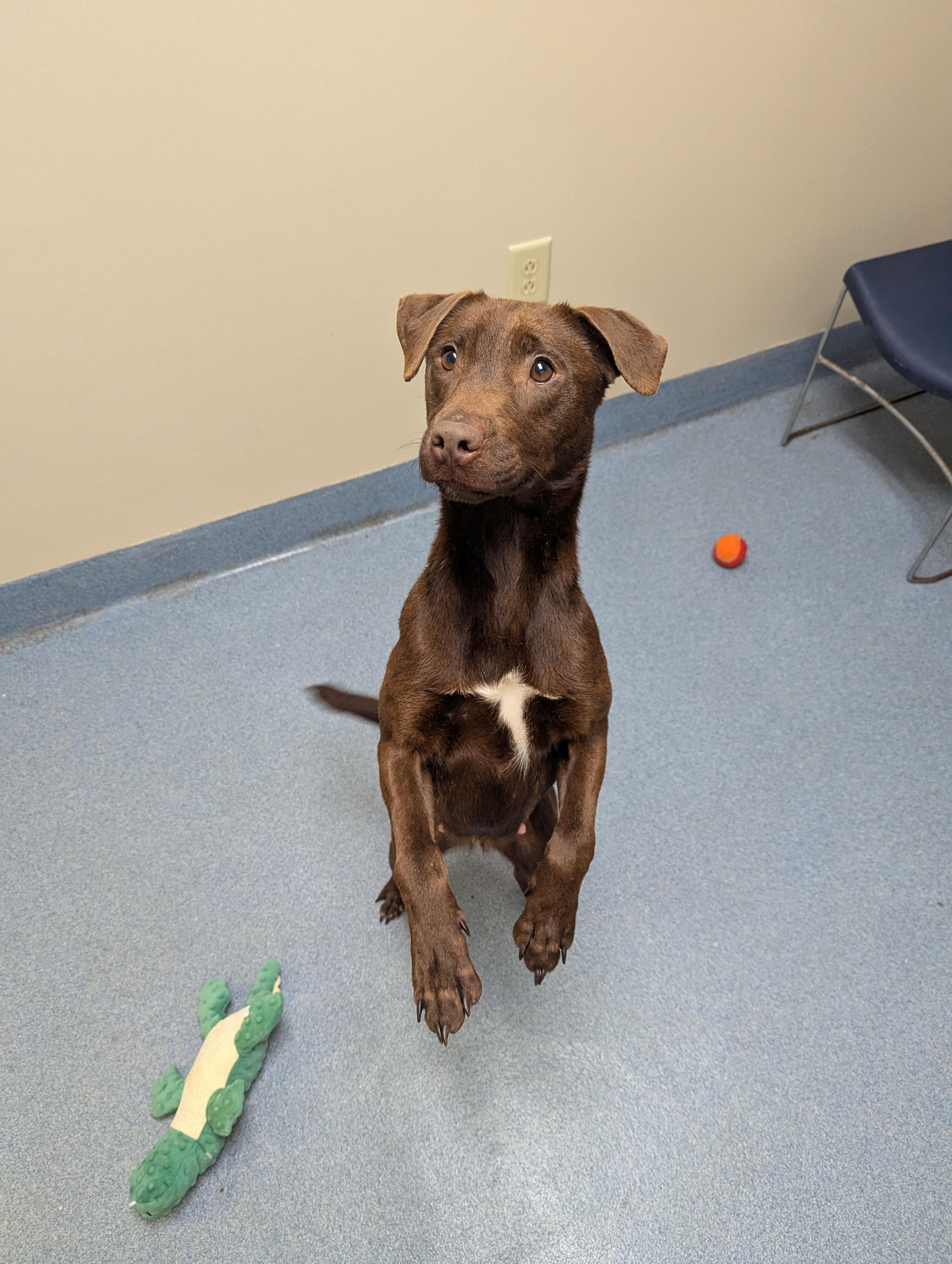 Minnie, ADOPTABLE, Young Female Hound.