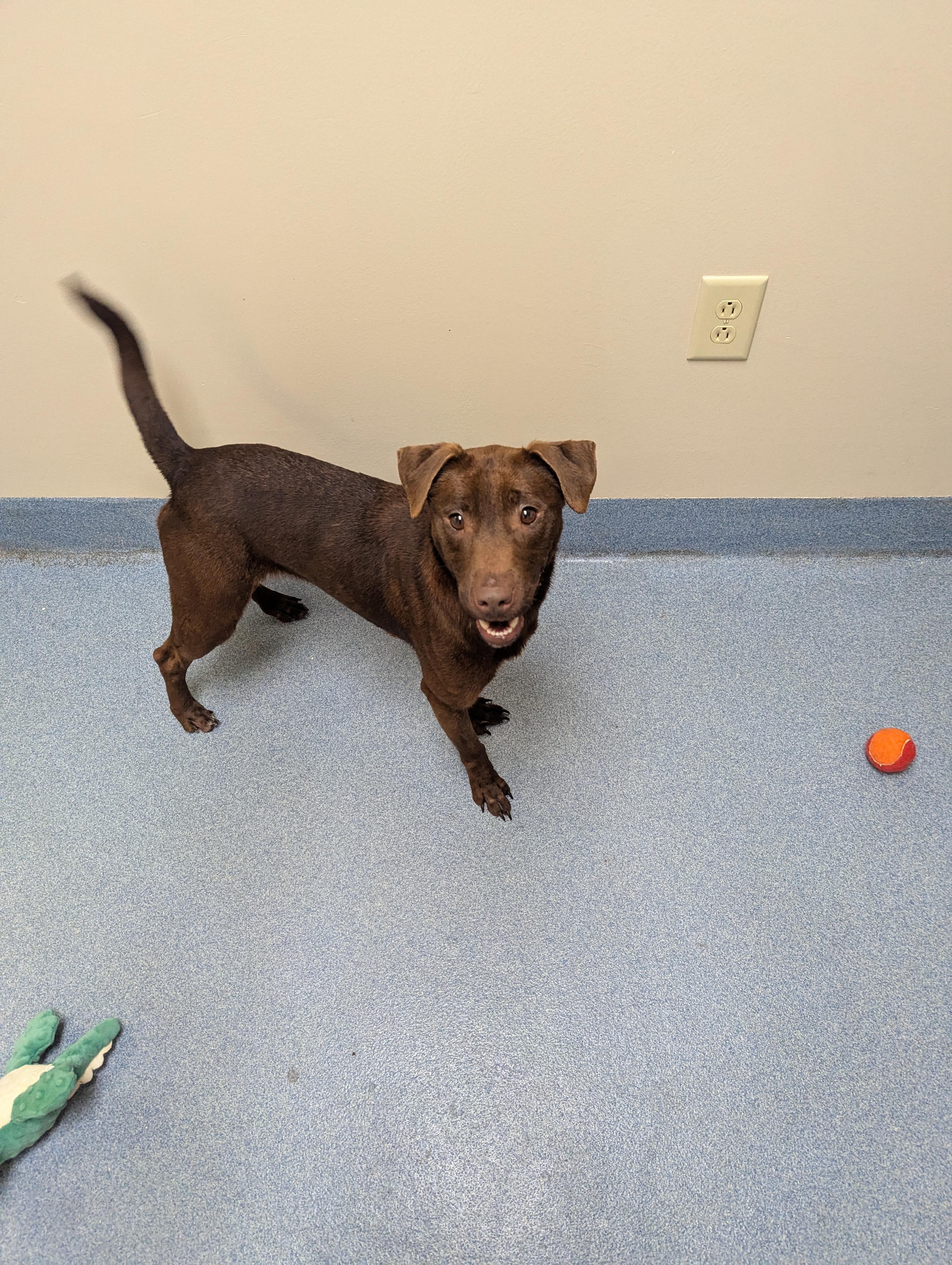 Minnie, a ADOPTABLE Hound in Suffolk, VA image 2/2