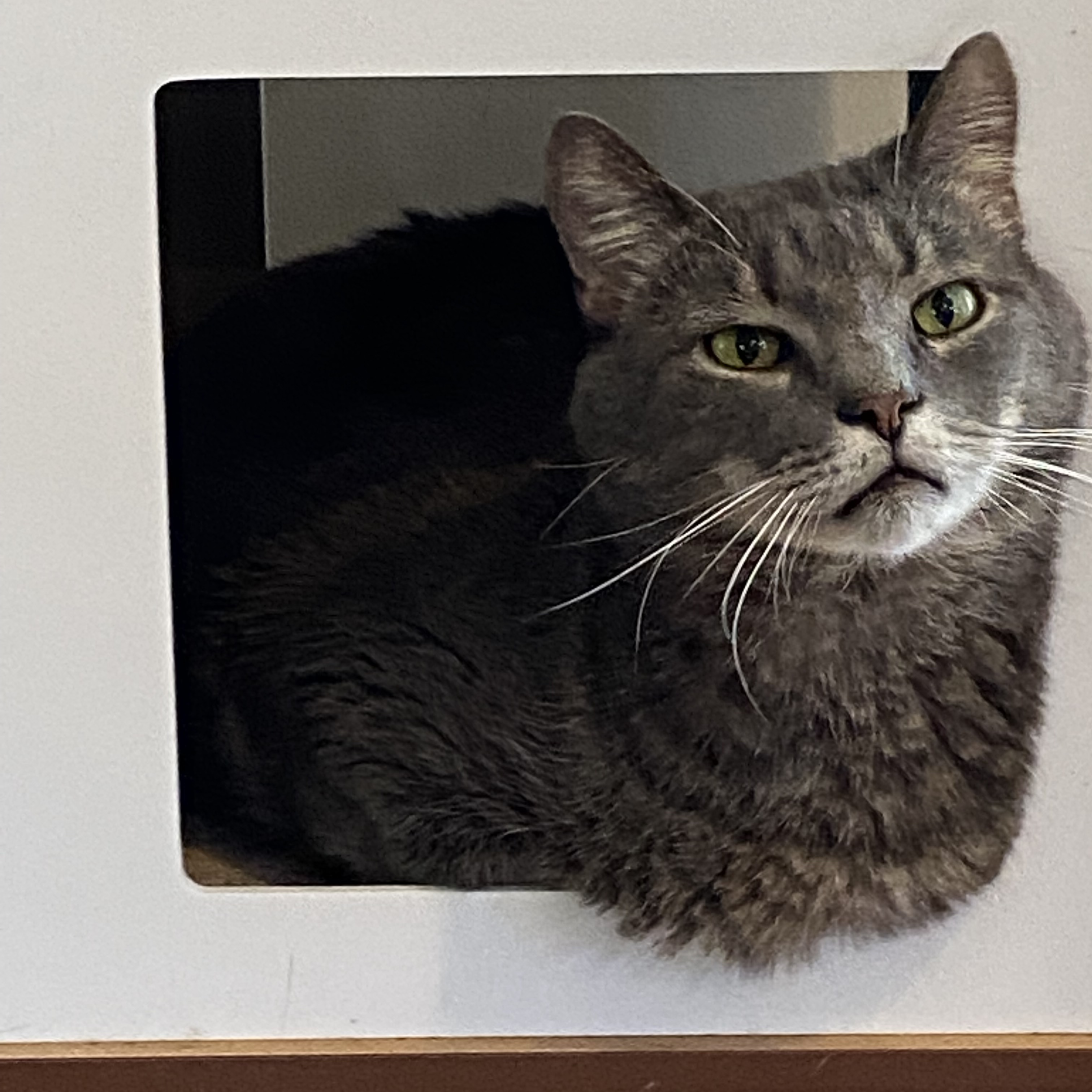 Teddy, Adoptable, Senior Male Domestic Short Hair.