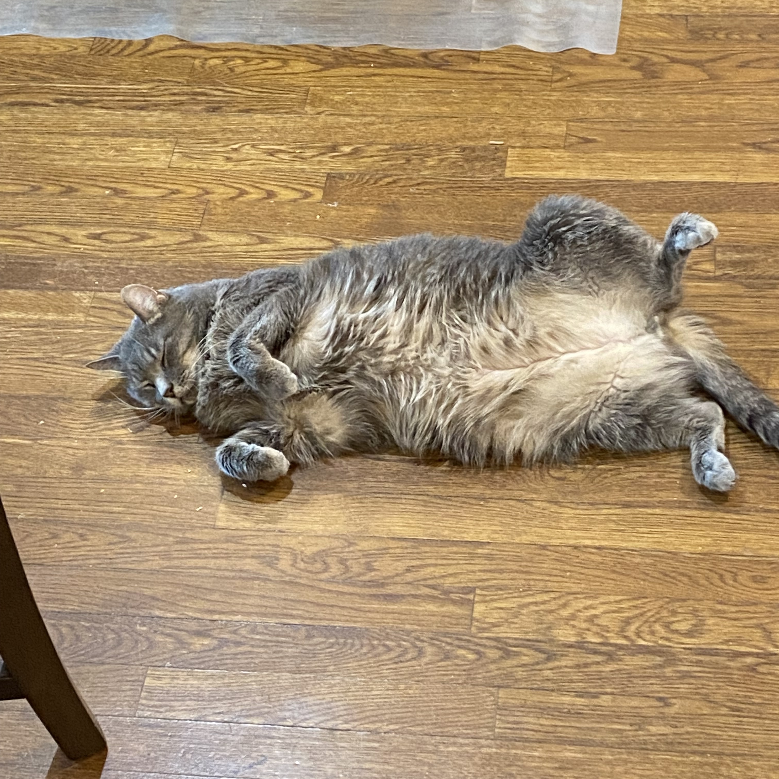 Teddy, a Adoptable mixed breed in Columbus, OH image 2/2