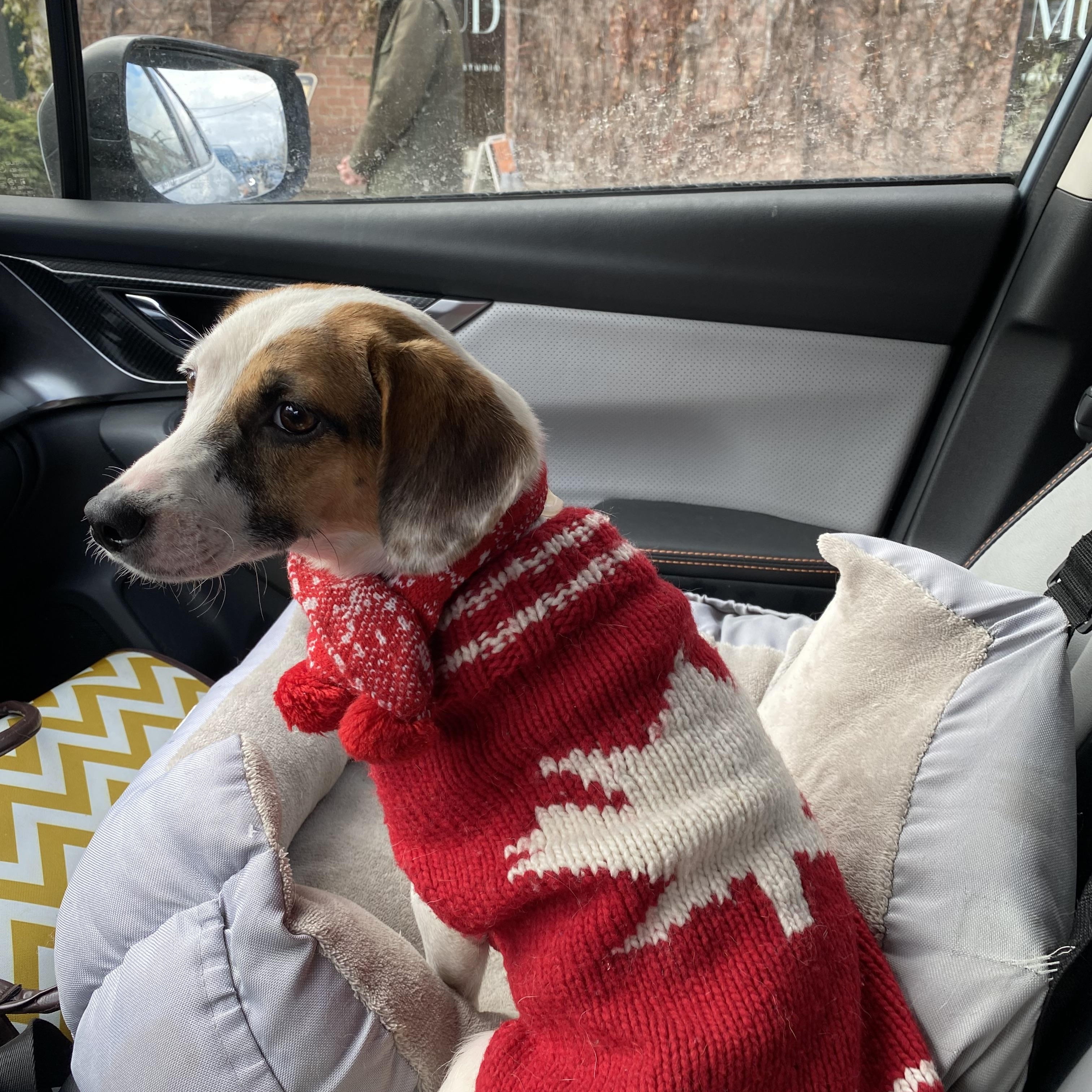 Lolita & Holly, Adoptable, Puppy Female Mixed Breed.