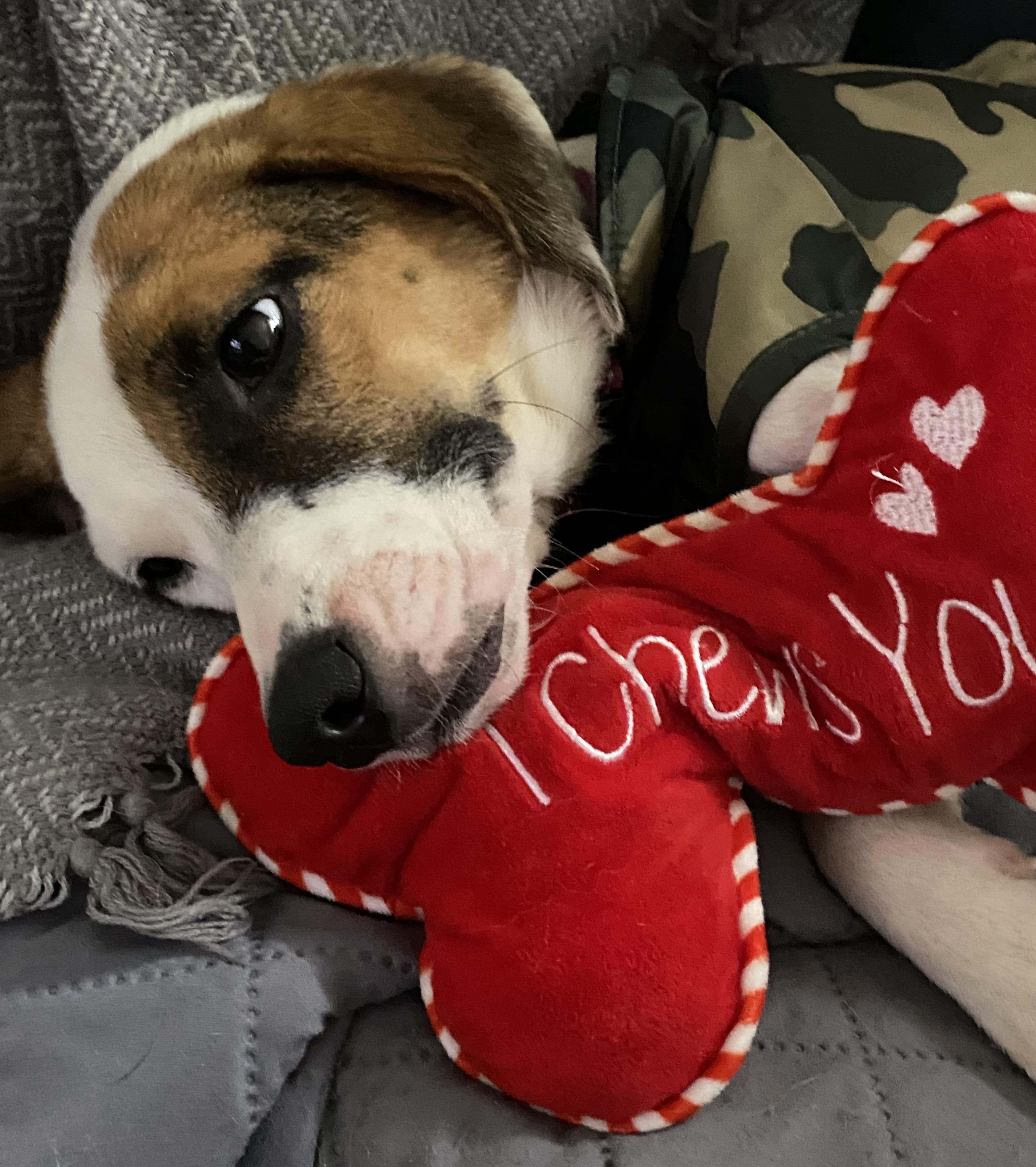 Lolita & Holly, a Adoptable Mixed Breed in North York, ON image 3/6