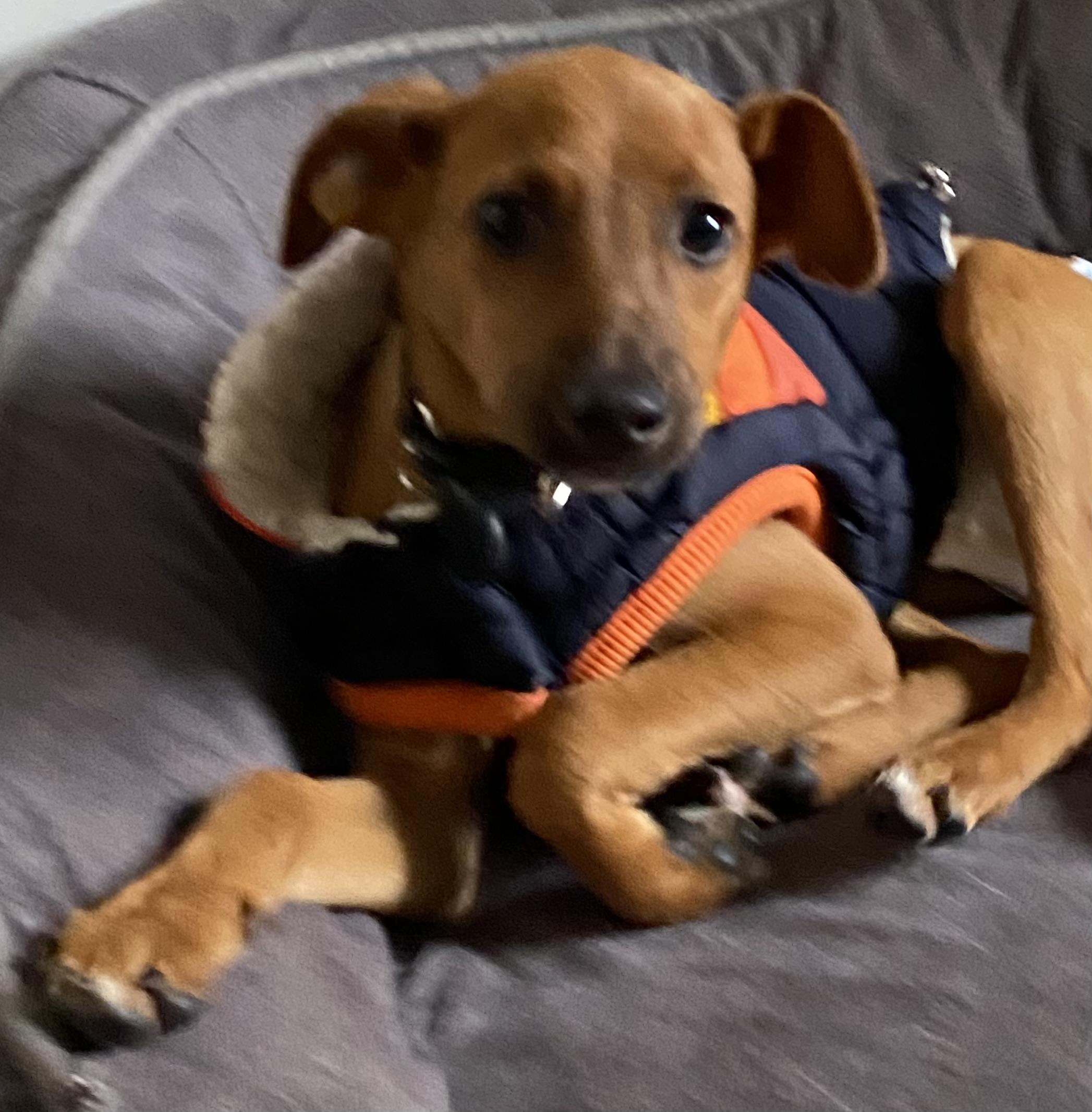 Lolita & Holly, a Adoptable Mixed Breed in North York, ON image 4/6