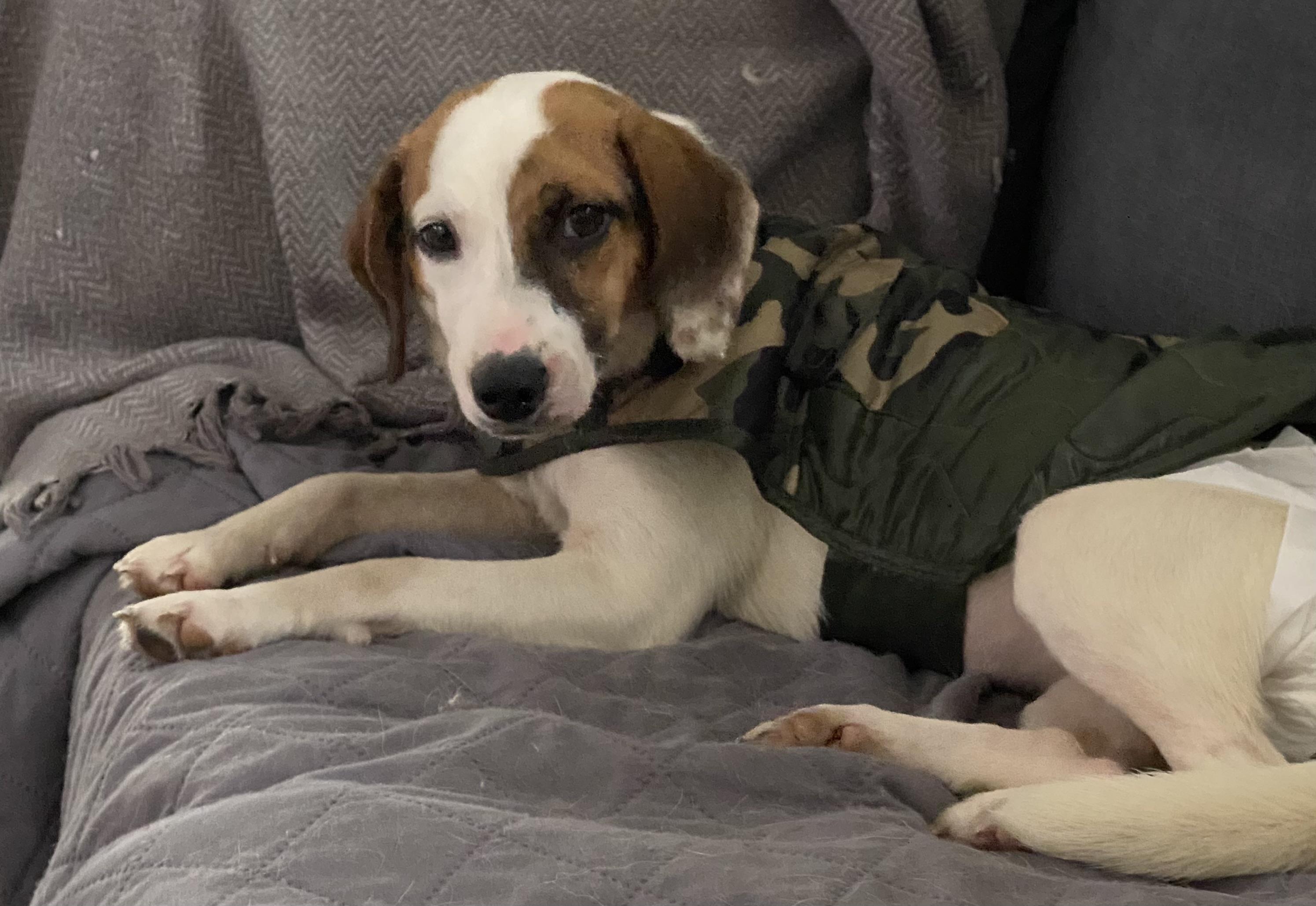 Lolita & Holly, a Adoptable Mixed Breed in North York, ON image 5/6