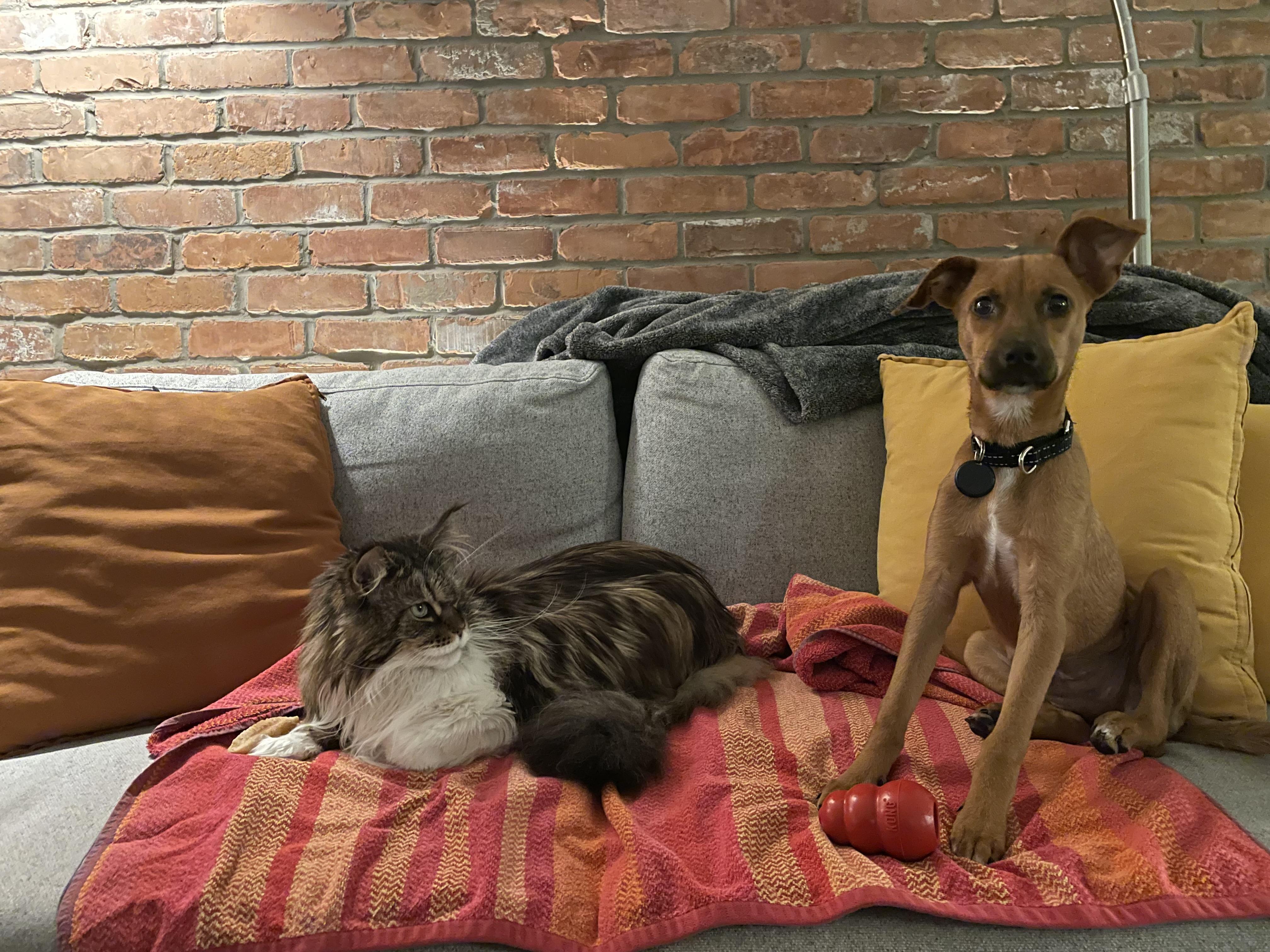 Lolita & Holly, a Adoptable Mixed Breed in North York, ON image 6/6