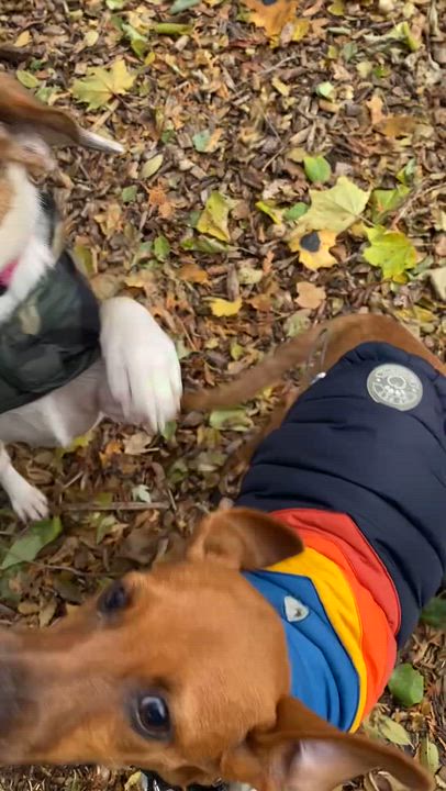 Enlarge Lolita & Holly, a Adoptable Mixed Breed in North York, ON video 1/6