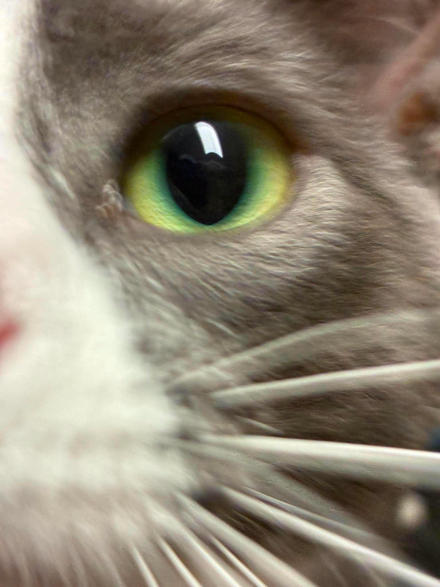 Ransom, a ADOPTABLE Domestic Short Hair in Lake Hopatcong, NJ image 5/5