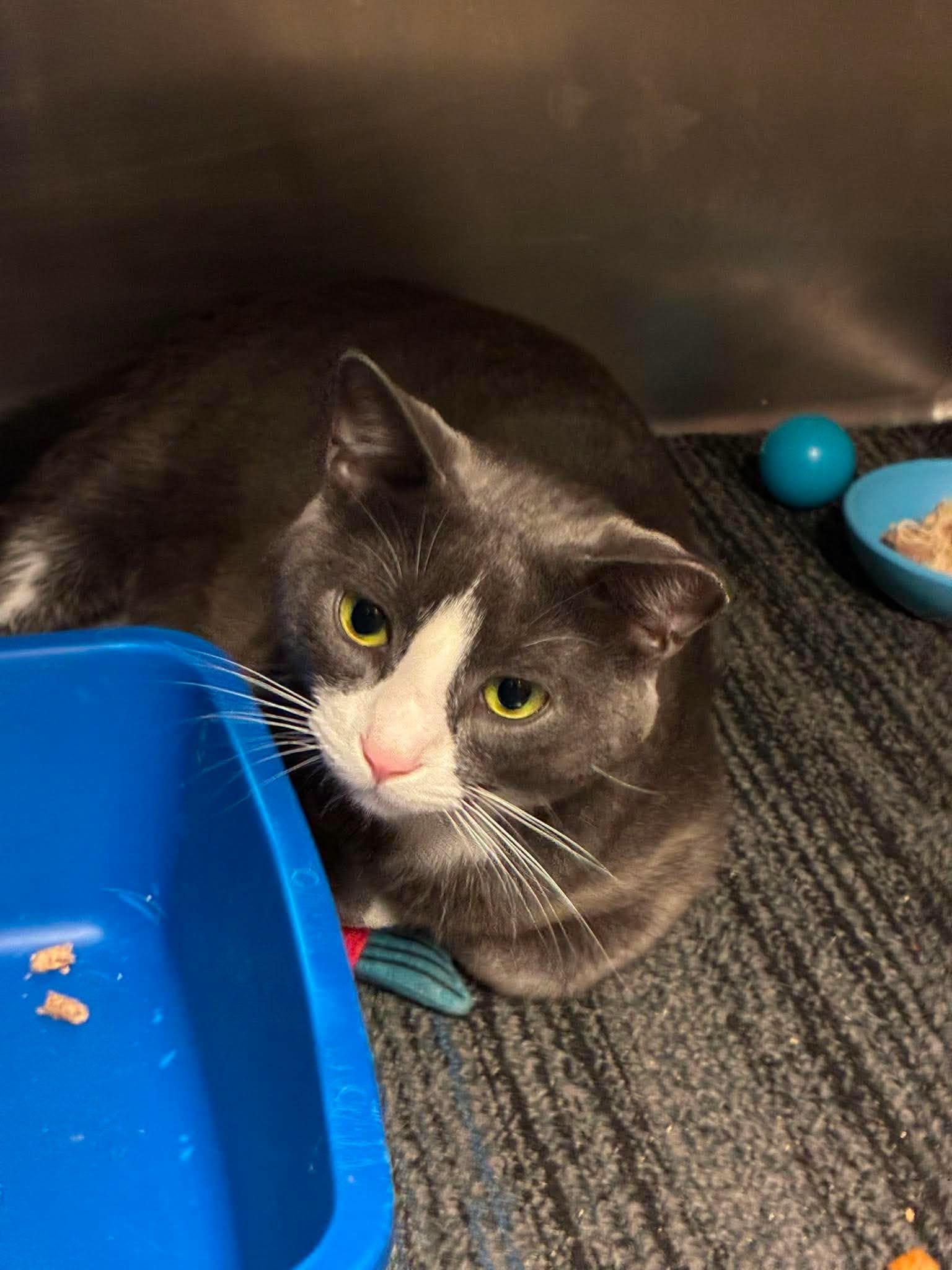 Ransom, a ADOPTABLE Domestic Short Hair in Lake Hopatcong, NJ image 4/5