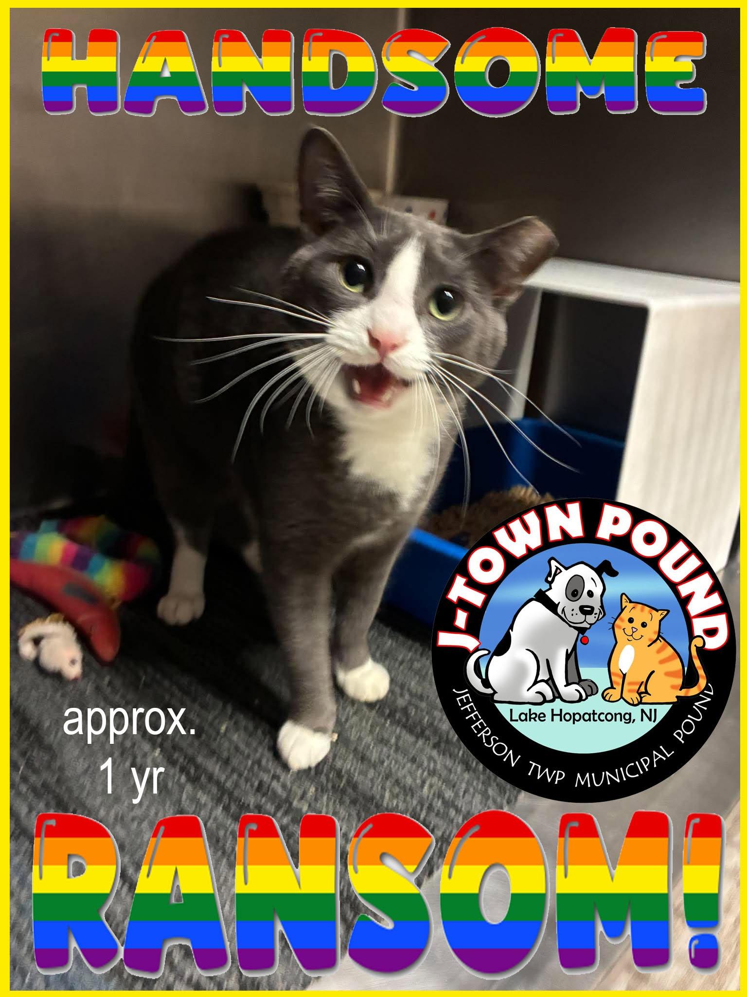 Ransom, a ADOPTABLE Domestic Short Hair in Lake Hopatcong, NJ image 1/5