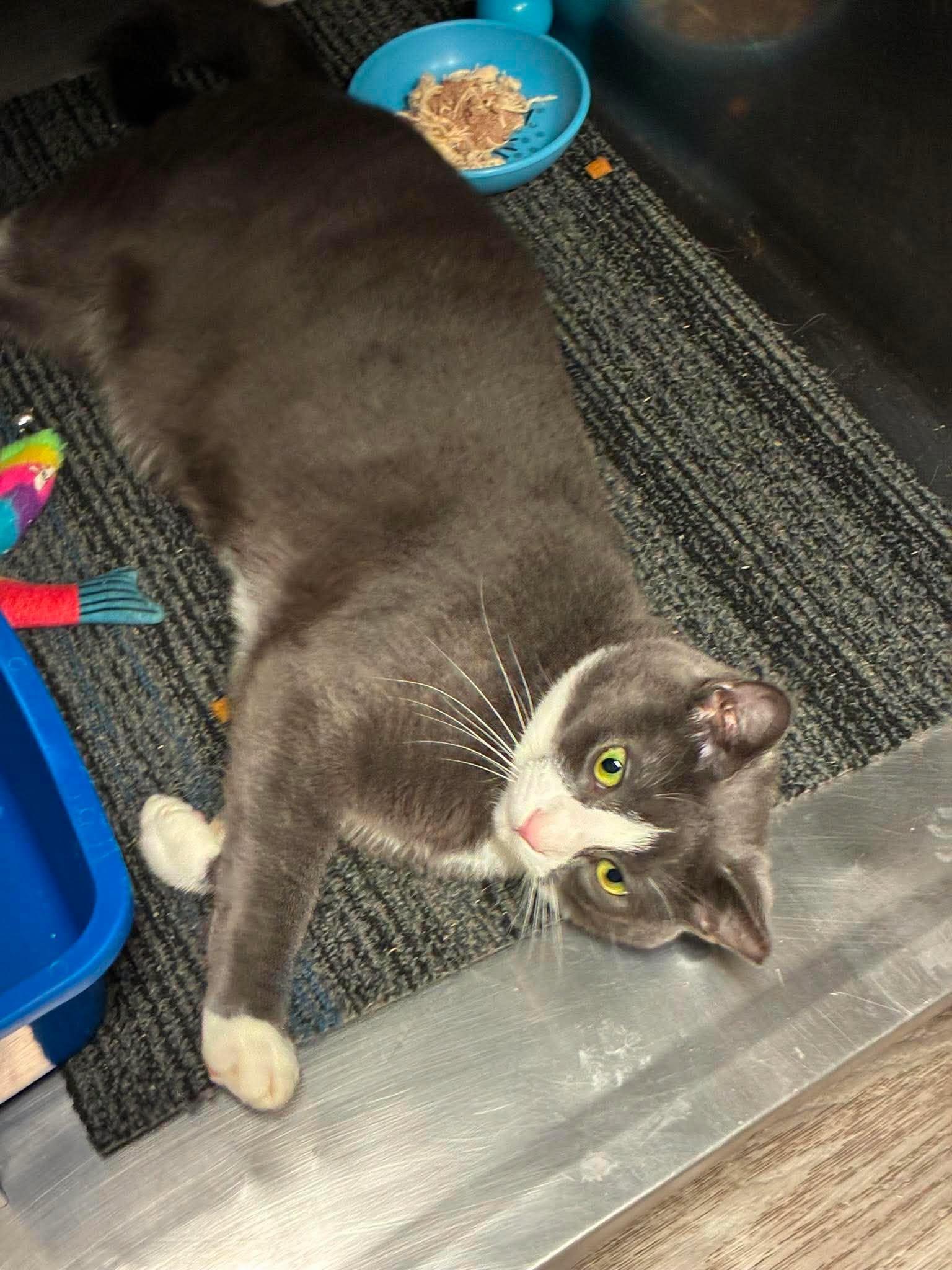 Ransom, a ADOPTABLE Domestic Short Hair in Lake Hopatcong, NJ image 2/5