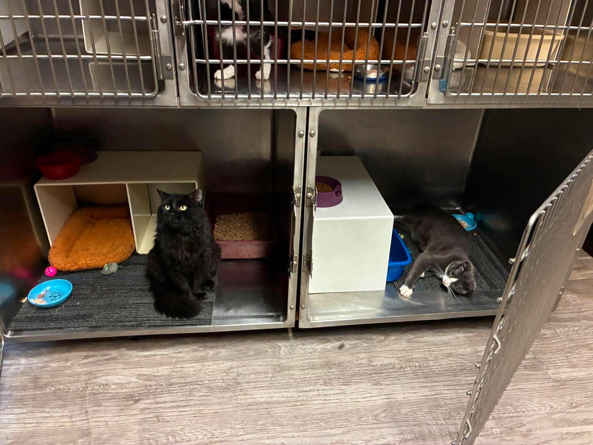Ransom, a ADOPTABLE Domestic Short Hair in Lake Hopatcong, NJ image 3/5