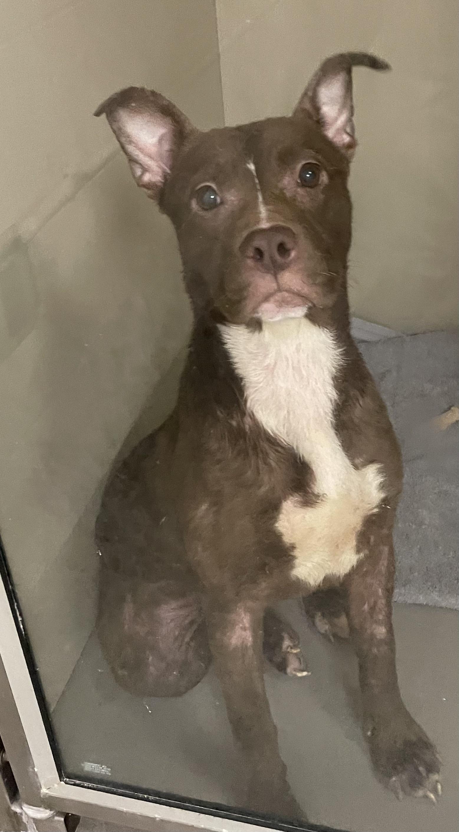 Enlarge Tinker ADOPTED, a Adopted American Staffordshire Terrier in Canton, OH image 6/6