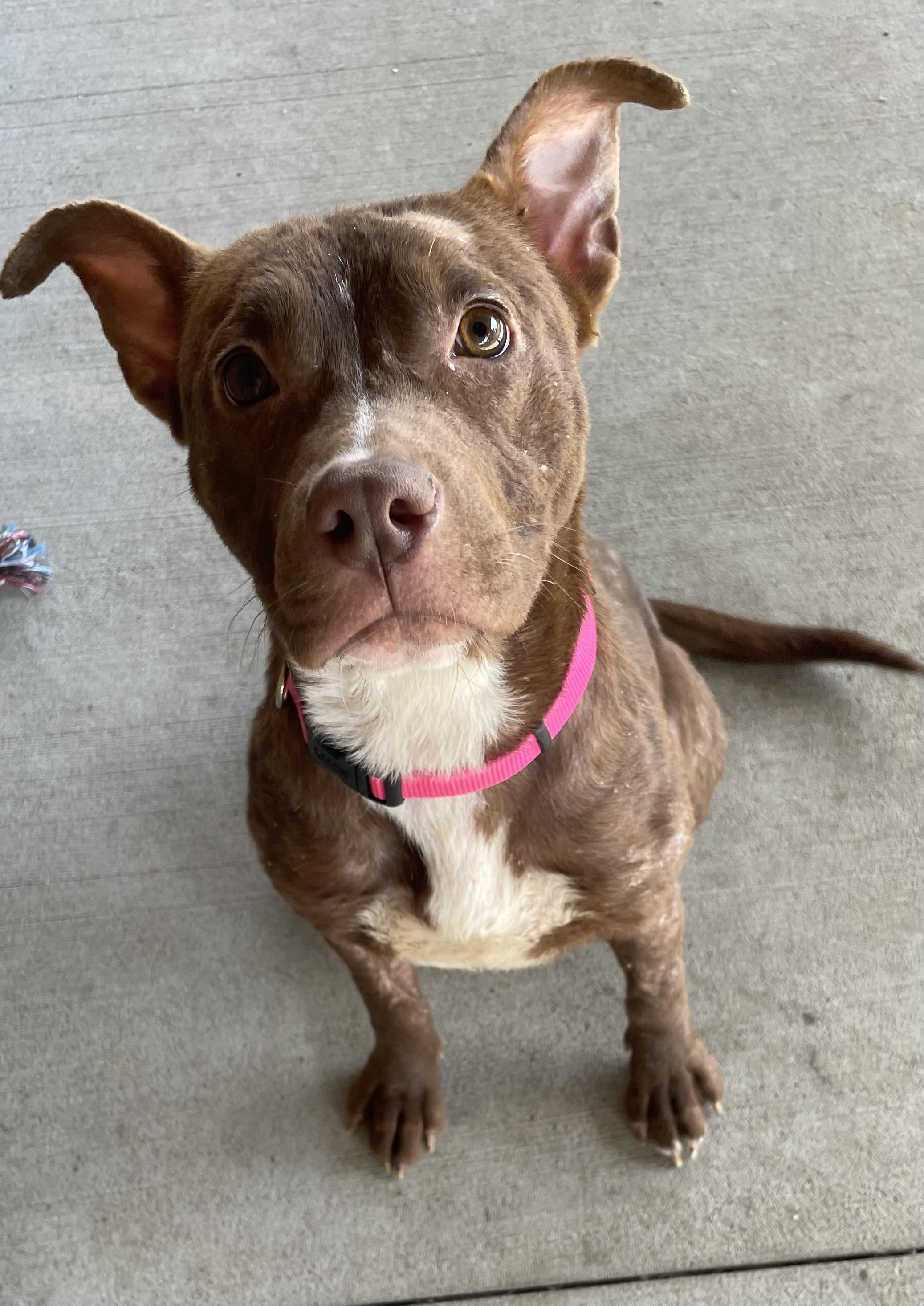 Enlarge Tinker ADOPTED, a Adopted American Staffordshire Terrier in Canton, OH image 2/6