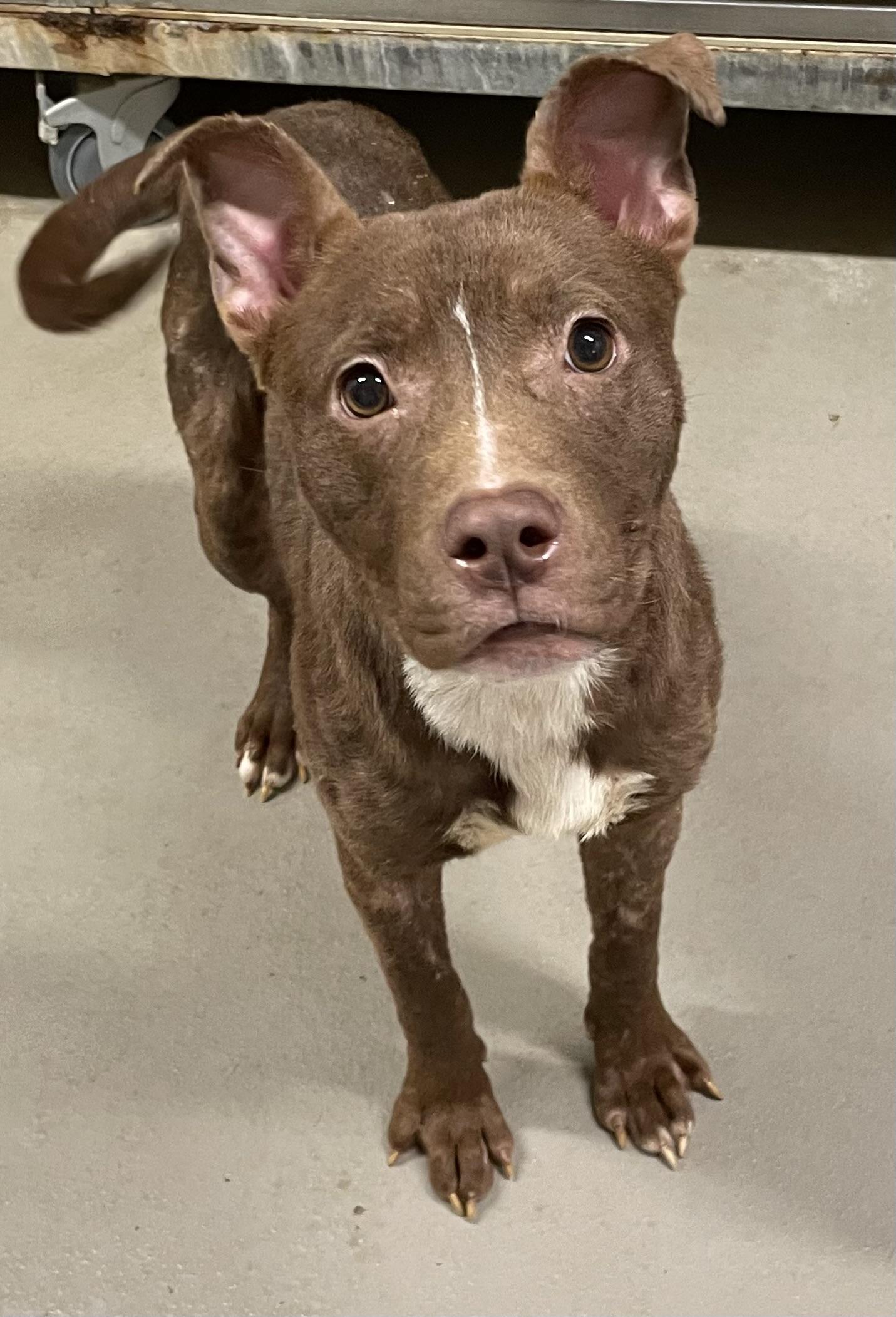 Enlarge Tinker ADOPTED, a Adopted American Staffordshire Terrier in Canton, OH image 5/6