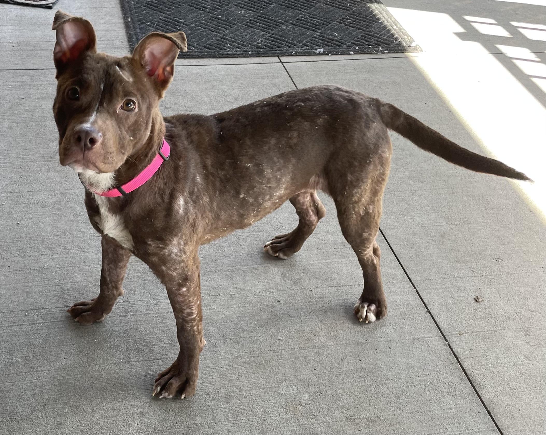 Enlarge Tinker ADOPTED, a Adopted American Staffordshire Terrier in Canton, OH image 3/6