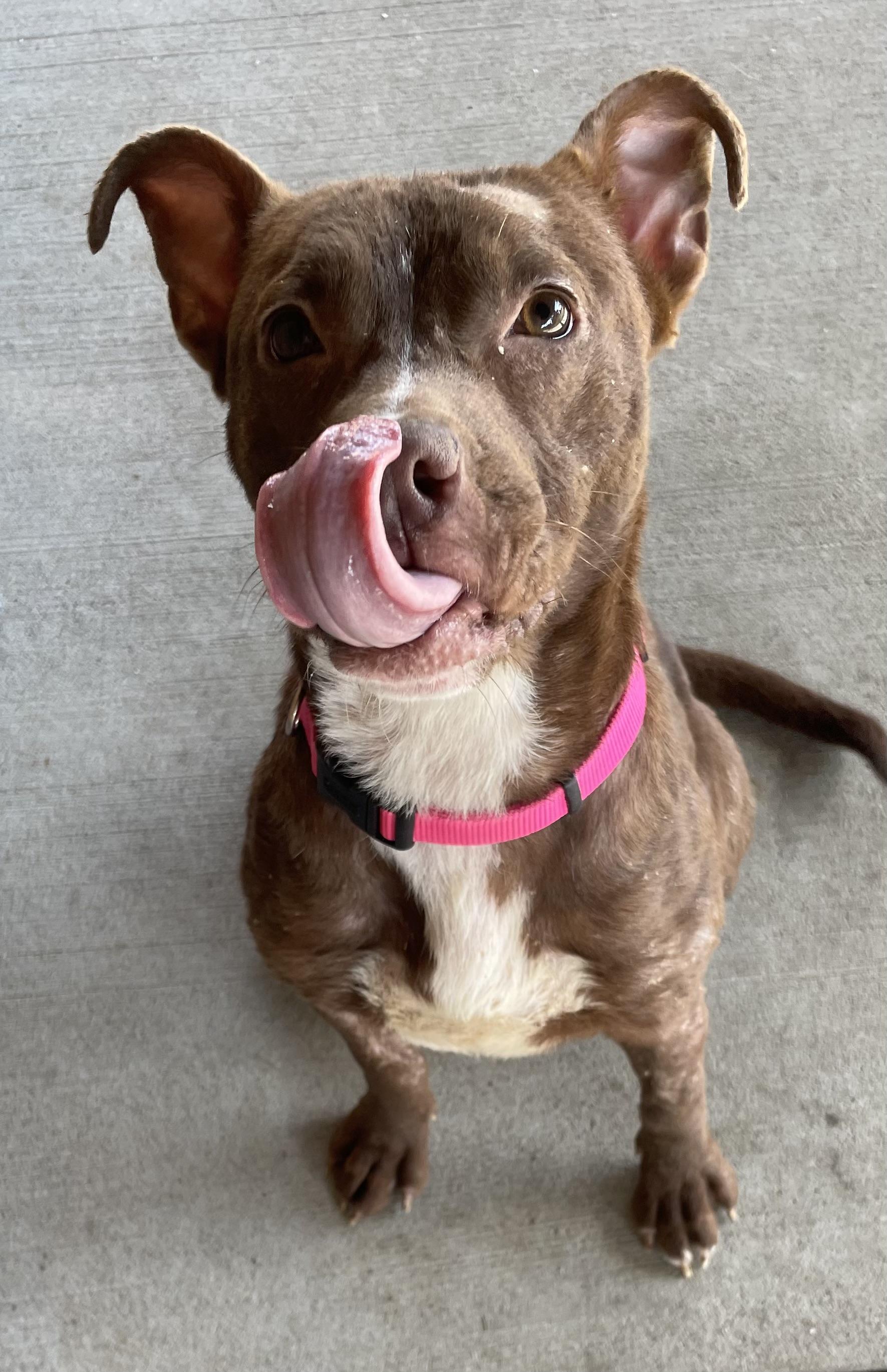 Enlarge Tinker ADOPTED, a Adopted American Staffordshire Terrier in Canton, OH image 4/6