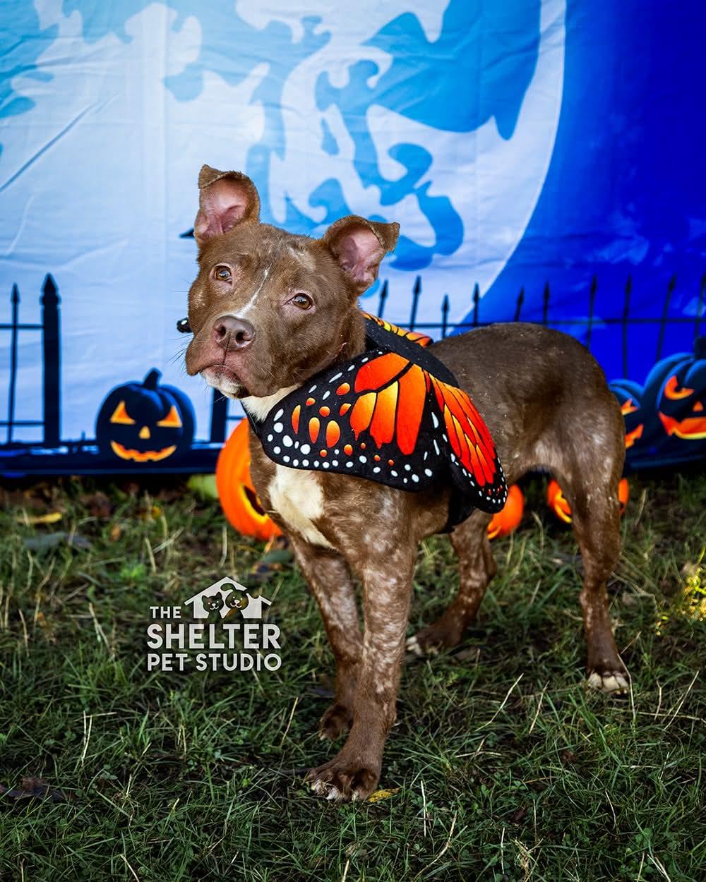Enlarge Tinker ADOPTED, a Adopted American Staffordshire Terrier in Canton, OH image 1/6