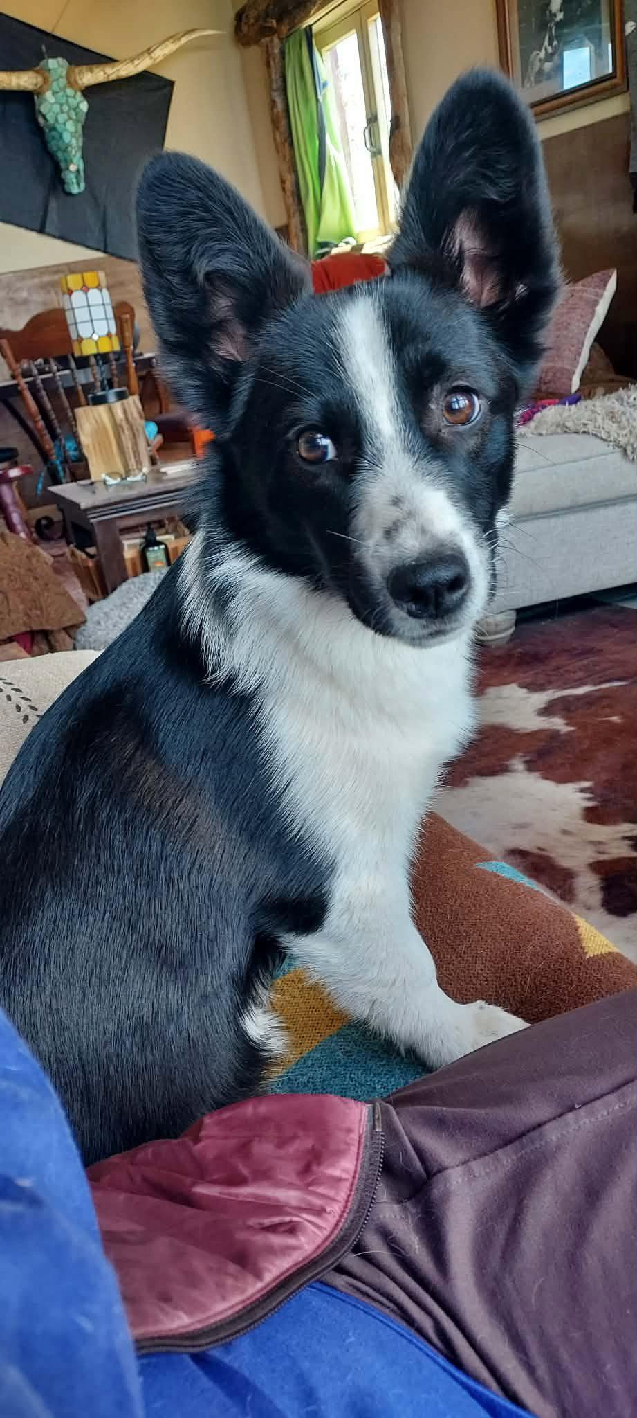 Bo, Adopted, Young Male Corgi.