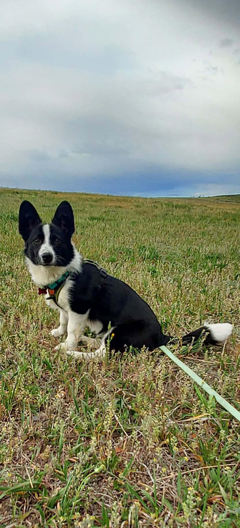 Bo, a Adopted Corgi in Denver, CO image 2/3