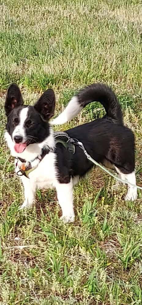 Bo, a Adopted Corgi in Denver, CO image 3/3
