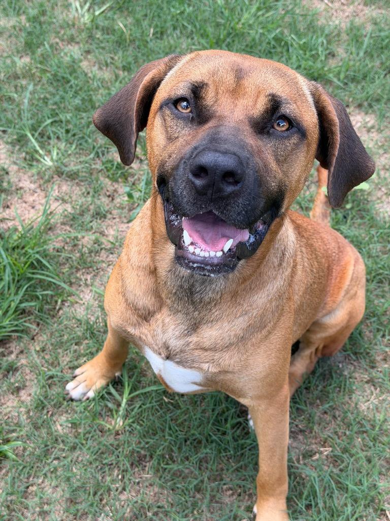 CUPCAKE, Adoptable, Young Female Hound.