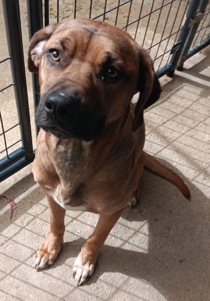 Enlarge CUPCAKE, a Adoptable Hound in Marianna, FL image 2/2