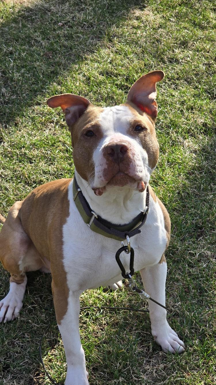 King Louie - FOSTER NEEDED!!!, adopted, Senior Male Pit Bull Terrier.