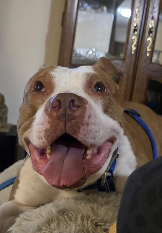 King Louie - FOSTER NEEDED!!!, an adopted Pit Bull Terrier in Minneapolis, MN image 3/6