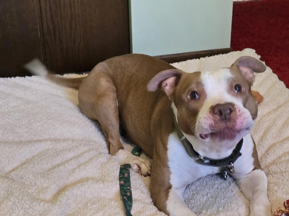 King Louie - FOSTER NEEDED!!!, an adopted Pit Bull Terrier in Minneapolis, MN image 6/6