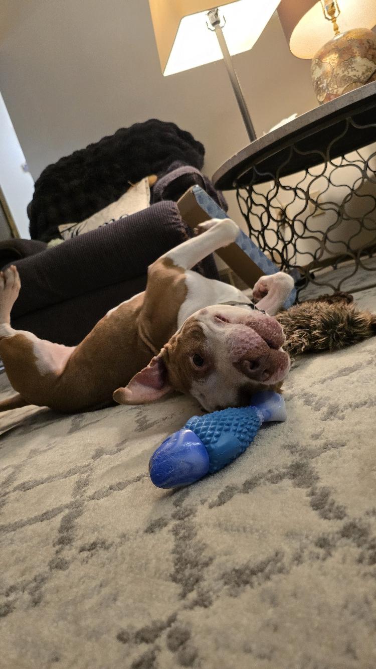 King Louie - FOSTER NEEDED!!!, an adopted Pit Bull Terrier in Minneapolis, MN image 2/6