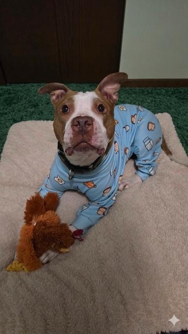 King Louie - FOSTER NEEDED!!!, an adopted Pit Bull Terrier in Minneapolis, MN image 4/6