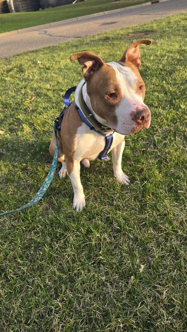 King Louie - FOSTER NEEDED!!!, an adopted Pit Bull Terrier in Minneapolis, MN image 5/6