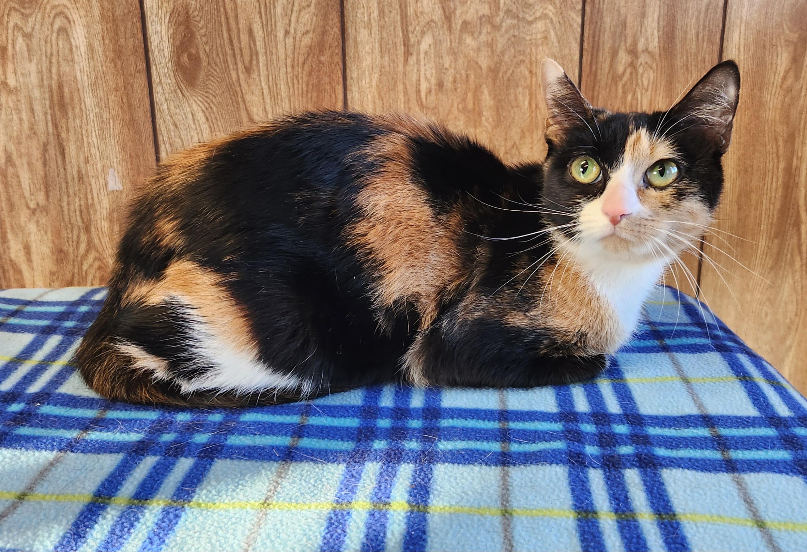 Enlarge Yam Potatoes, an adopted Calico in Linden, NJ image 5/6