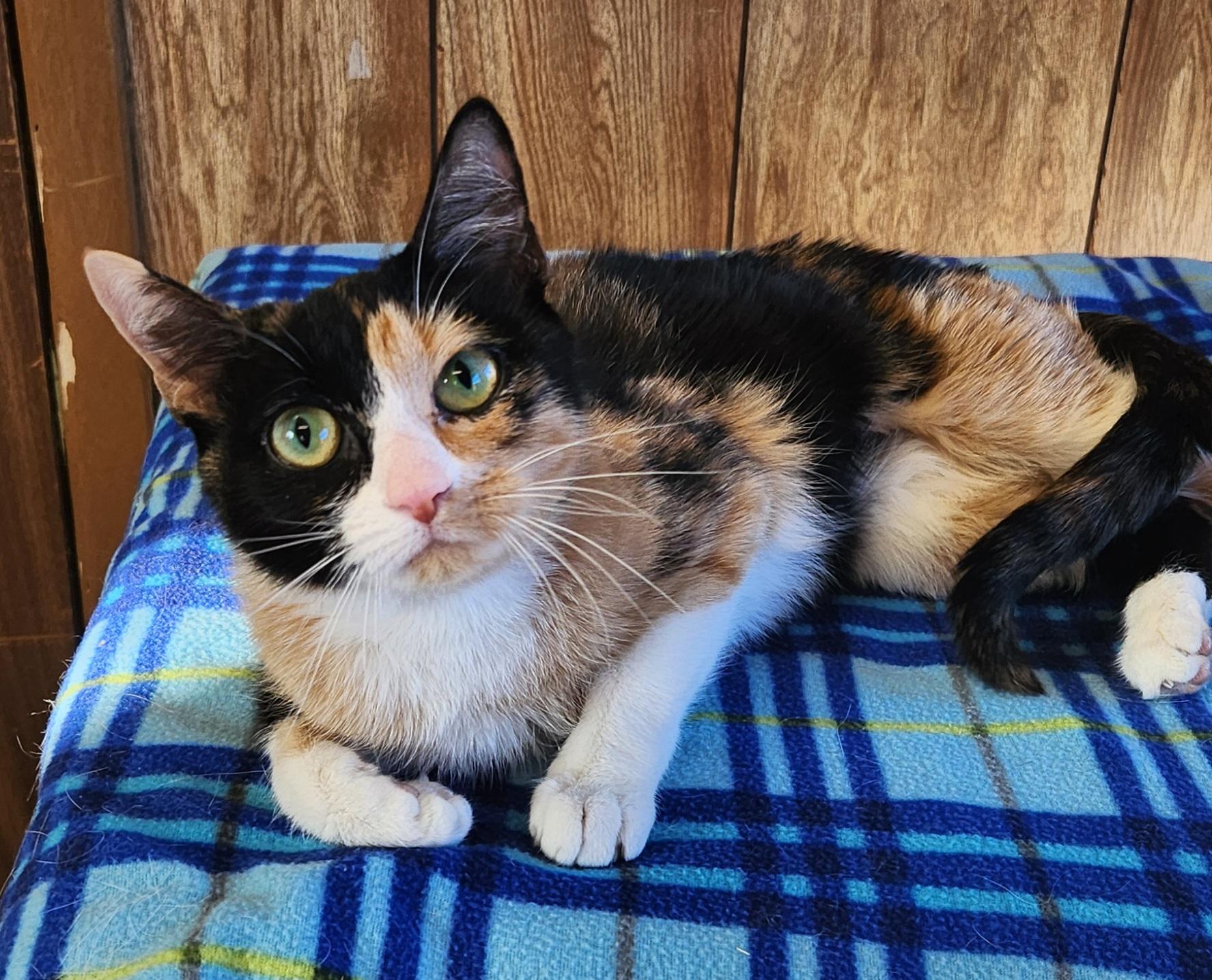 Enlarge Yam Potatoes, an adopted Calico in Linden, NJ image 1/6