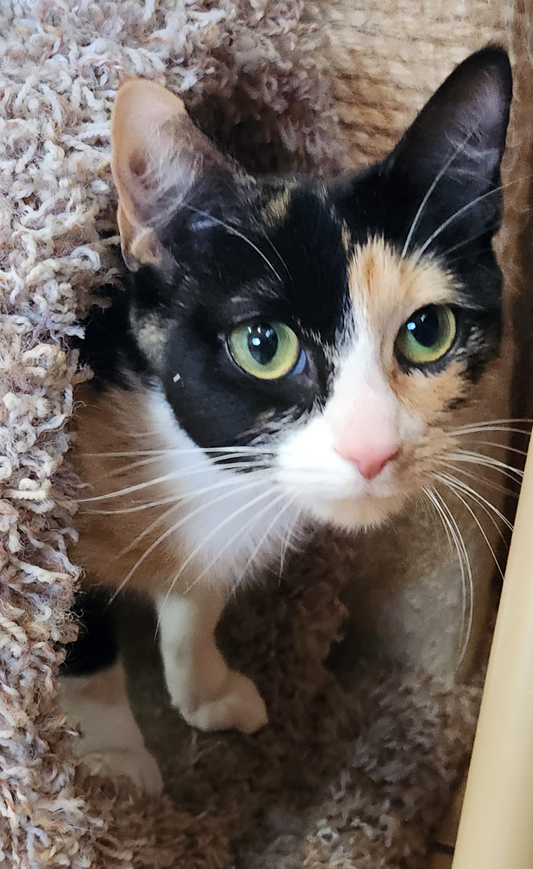 Enlarge Yam Potatoes, an adopted Calico in Linden, NJ image 3/6