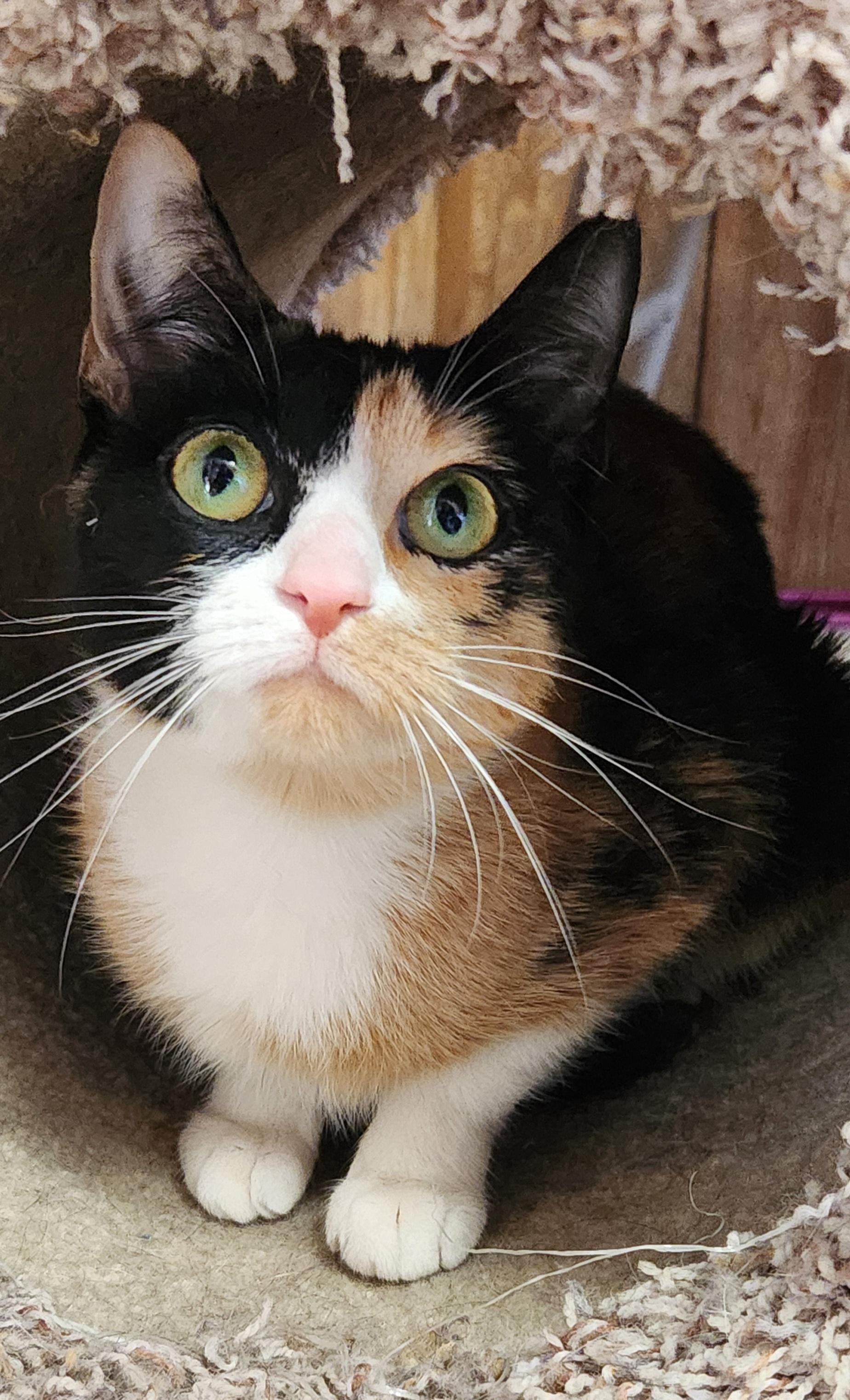 Enlarge Yam Potatoes, an adopted Calico in Linden, NJ image 6/6