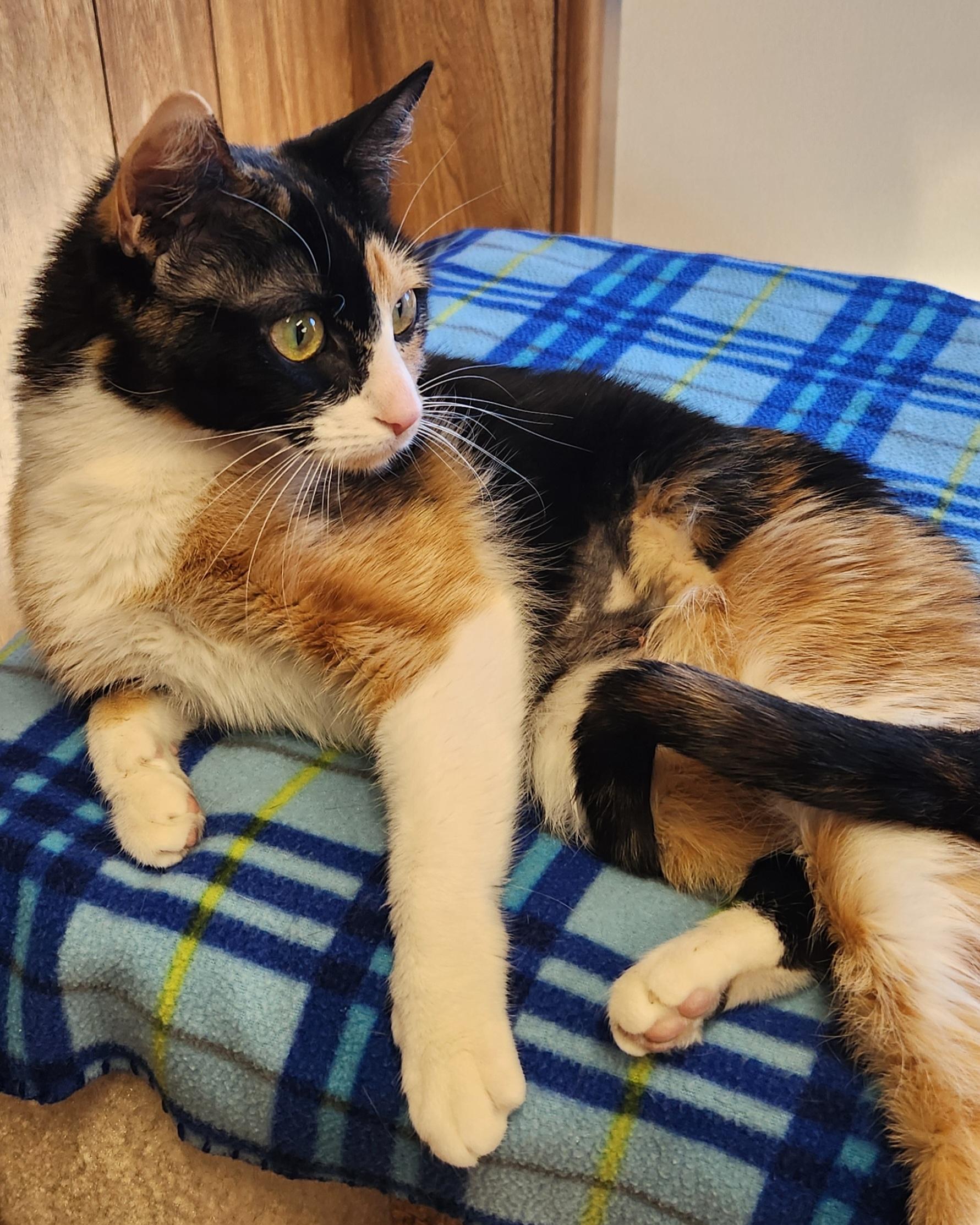 Enlarge Yam Potatoes, an adopted Calico in Linden, NJ image 4/6