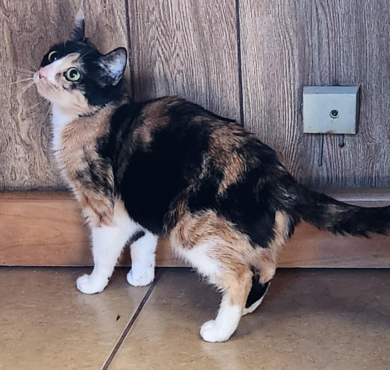 Enlarge Yam Potatoes, an adopted Calico in Linden, NJ image 2/6