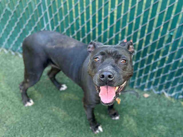 OPAL, Adoptable, Adult Female Pit Bull Terrier & Mixed Breed.