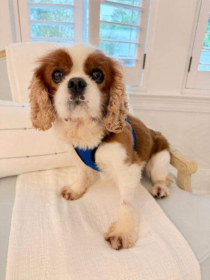Rory, an adopted Cavalier King Charles Spaniel in Birmingham, AL image 4/6