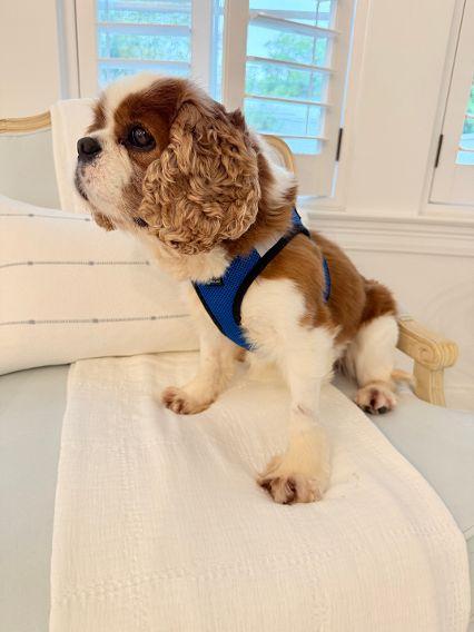 Rory, an adopted Cavalier King Charles Spaniel in Birmingham, AL image 3/6