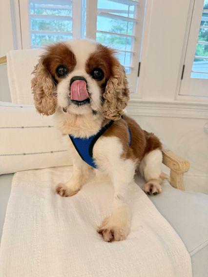 Rory, an adopted Cavalier King Charles Spaniel in Birmingham, AL image 2/6